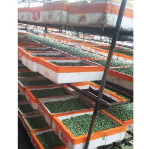 芽苗菜生產及培訓